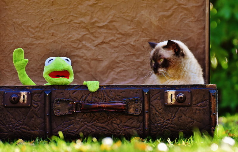 cute, whisker, kermit, leather, no people, day, british shorthair, one animal, siamese, farewell, funny, nature, grass, mammal, wave, feline, go away, stuffed animal
