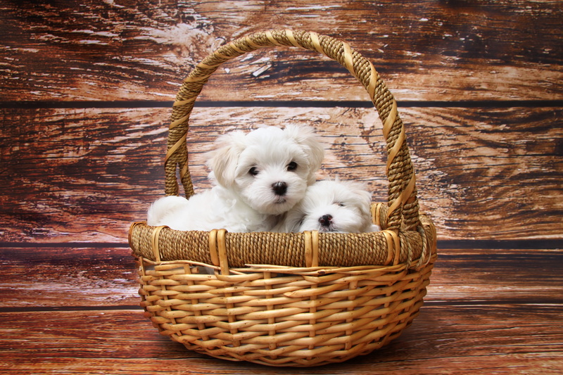wicker basket, puppies, innocence, animal themes, domestic, pet, brown, close-up, animal, container, basket, small, young animal, adorable, baby, wood
