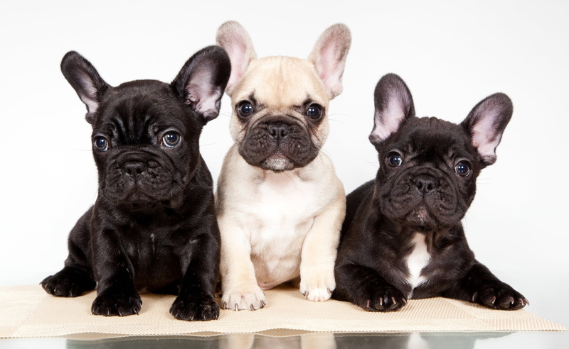 puppies, portrait, small, puppy, dog, domestic animals, domestic, brown, animal themes, cute, mammal, black, short, two animals, looking at camera, group of animals