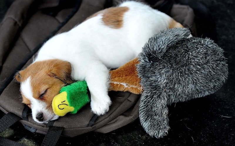 puppy, dog, outdoors, spotted, domestic Animals, short, domestic, resting, friendship, young Animal, toy, terrier, domestic cat, no people, brown, coated