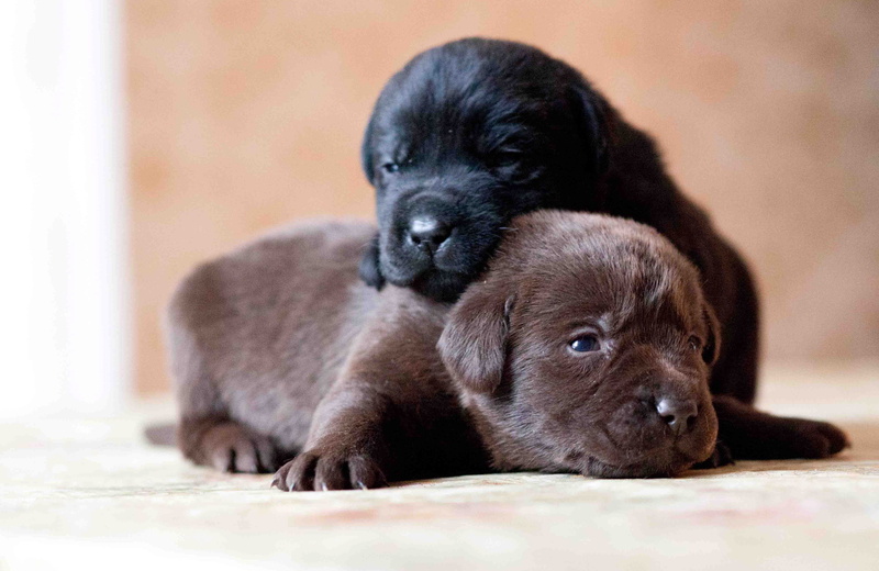 portrait, pets, outdoors, fur, animal, coated, lying Down, animal family, domestic Animals, puppies, young Animal, looking, short, sleeping, indoors, small