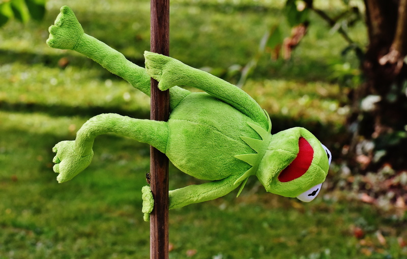 outdoors, tranquility, pole dance, frogs, figure, 5K, day, soft toy, food and drink, green, plant part, food, wood - material, focus on foreground, stuffed animal