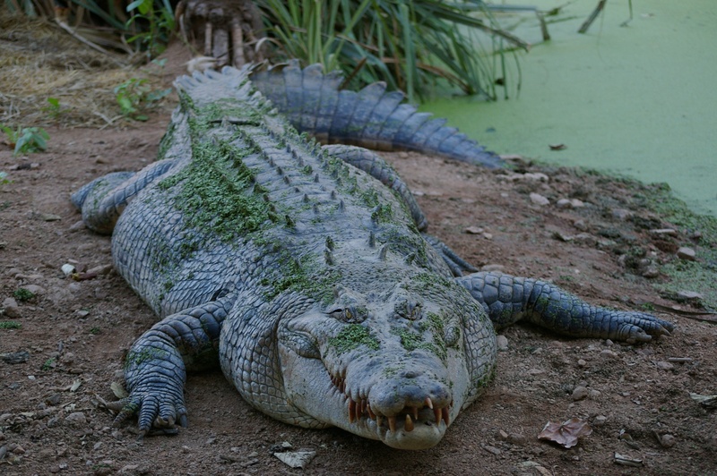 animal, plant, animals In The Wild, land, saltwater, mouth open, animal body part, predator, animal themes, animal scale, reptile, outdoors, crocodile