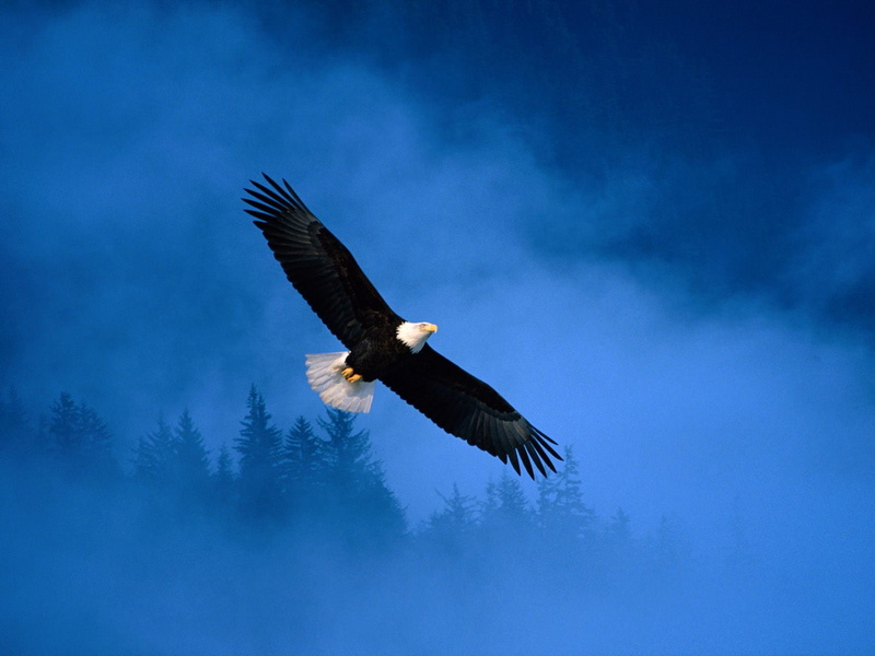 freedom, eagle, bald, 720P, dom, flight