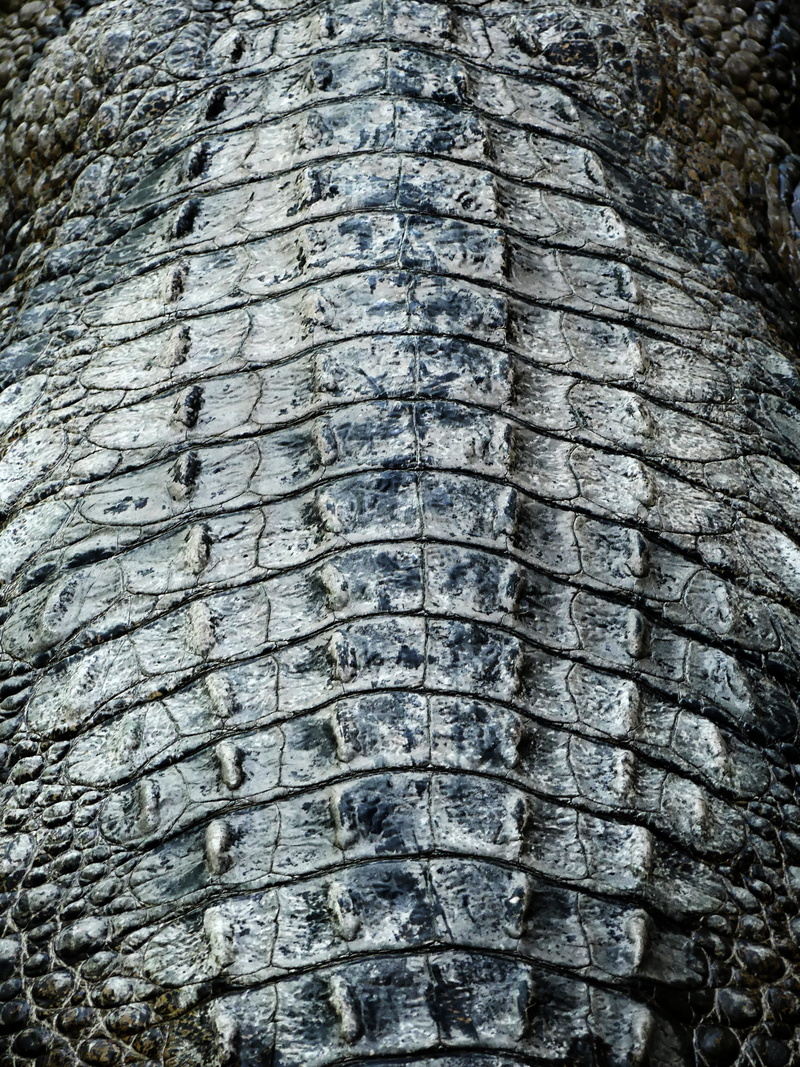 outdoors, animal scale, textured, animal, lizard, water, dragon skin, fish, alligator skin, crocodile skin, close-up, scale, caimans, dandruff comb, tire