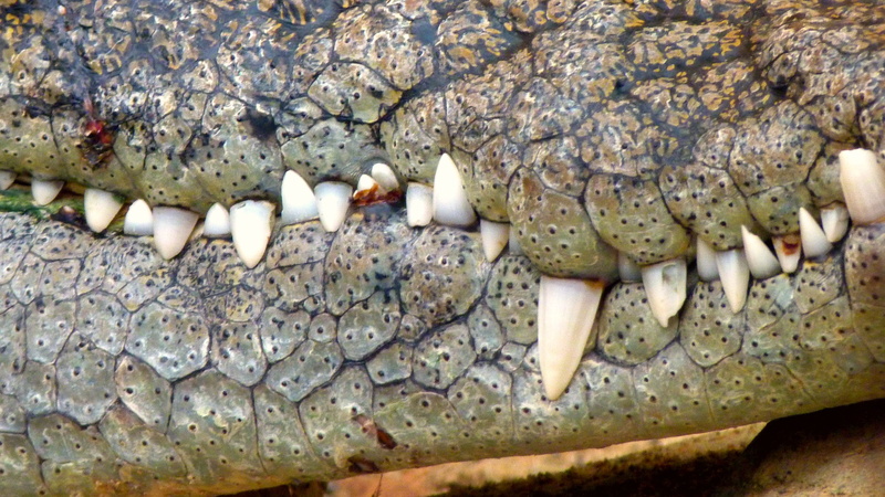 teeth, tooth, predator, emotion, vertebrate, wildlife, animal Mouth, sign, water, animal body part, dangerous, underwater, animal head, communication, reptile