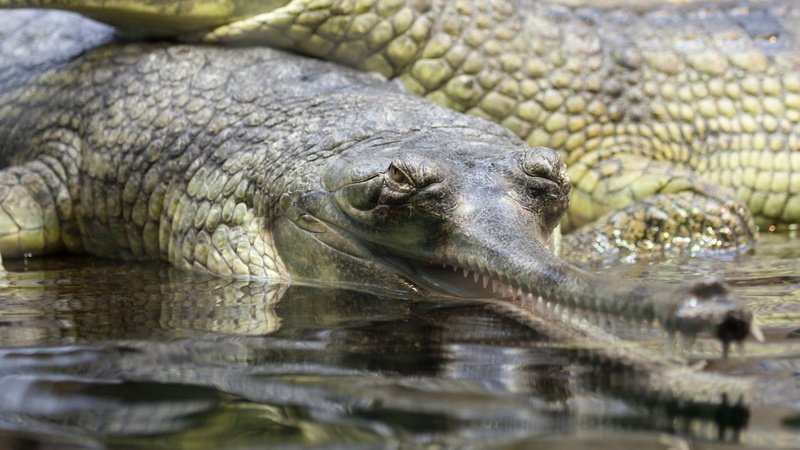 danger, animals In The Wild, aggression, nature, sea, teeth, head, alligator, gavial, crocodile, eye, animal body part, predator, animal themes, animal