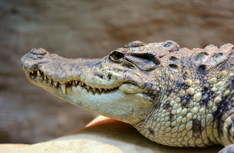 day, one animal, wildlife, snout, head, carnivore, vertebrate, warning sign, leather, animal mouth, animal teeth, animal eye, danger, eye, focus on foreground