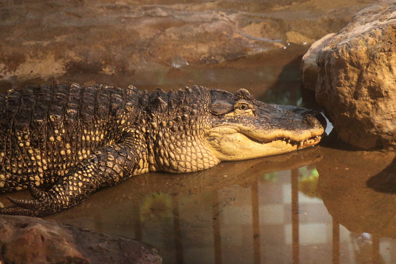reptile, relaxation, solid, vertebrate, zoo, day, reflection, one animal, outdoors, no people, carnivore, wild, animal themes, animals In The Wild, side view