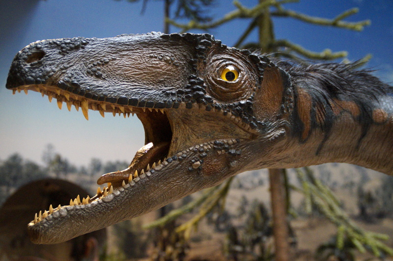 mouth, outdoors, vertebrate, crocodile, aggression, museum, no people, close-up, animal mouth, Dinosaur, prehistoric, nature, animal head, animal scale