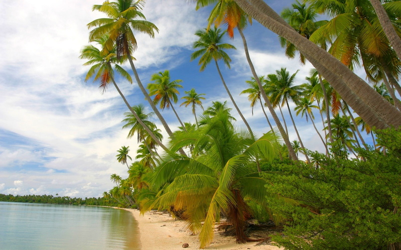 nature, palm tree, clouds, growth, green, landscape, 720P, coconut palm tree, land, island, sky, French Polynesia, tranquility, white, palm trees, cloud - sky
