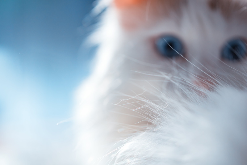 Anything Goes, animal, fur, pets, Macro, puppy, close-up, looking, cute, purebred Dog, closeup photography, kitten, dog, cat, closeup, white, 5K, photography