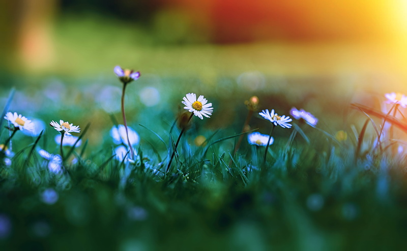 bokeh, 8g, karadeniz, green, m.g., daisy, 4K, green grass, sinop, gerze, summer, flower, rise  up, yellow, nikkor, th, plant, life, beauty In Nature, d7000