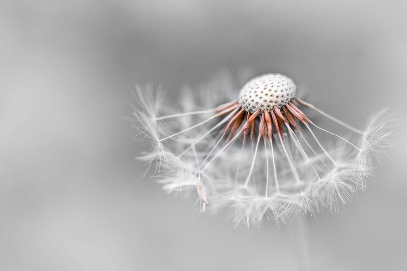 couleur, flower, white, swallow, 5K, Mondays, vent, white flower, close-up, selective  color, dandelion, le, nature, macro, Anything Goes, photography