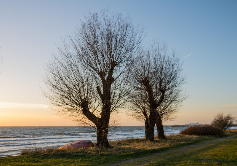 two, water, bare trees, beach, near, kust, mm, ef, ƒ / 7, canon, aperture, nature, lens, camera, coast, landscape photography, sea, Trelleborg, sunset  tree