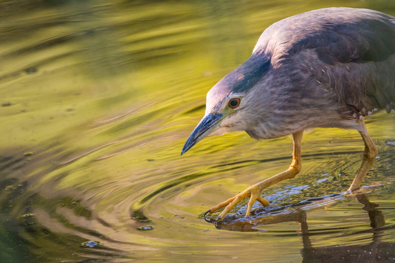 Lake, 5K, one animal, lighting, talon, focus on foreground, color Image, Pond, lichtblick mood, goes, reflection, grey, summer, vertebrate, close, no people