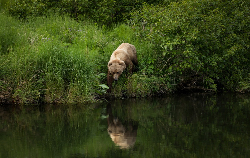 river, walk, brown, goes fishing, bear, foliage, summer, the bushes, grass, nature, pond, reflection, shore, pose, 1080P, angler