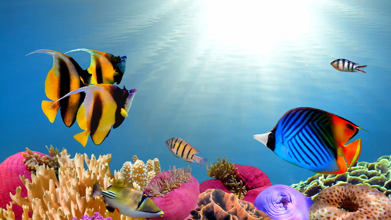 art, character, amusing, animal, design, sky, sea, holiday, fun, wild, ocean, cheerful, drawing, clip art, water, cartoon, sun, seawater, 1080P, fish