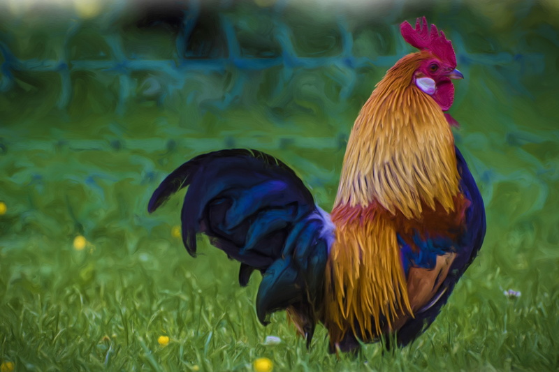 pets, photo painting, domestic animals, day, nature, digital art, bird, art, 4K, field, outdoors, domestic, mammal, one animal, rural Scene, animal, grass