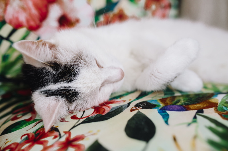 domestic Animals, wall, pets, support, feline, mammal, essential, relaxation, cuteness, softness, wall unit, selective focus, creativity, kitty, domestic Cat