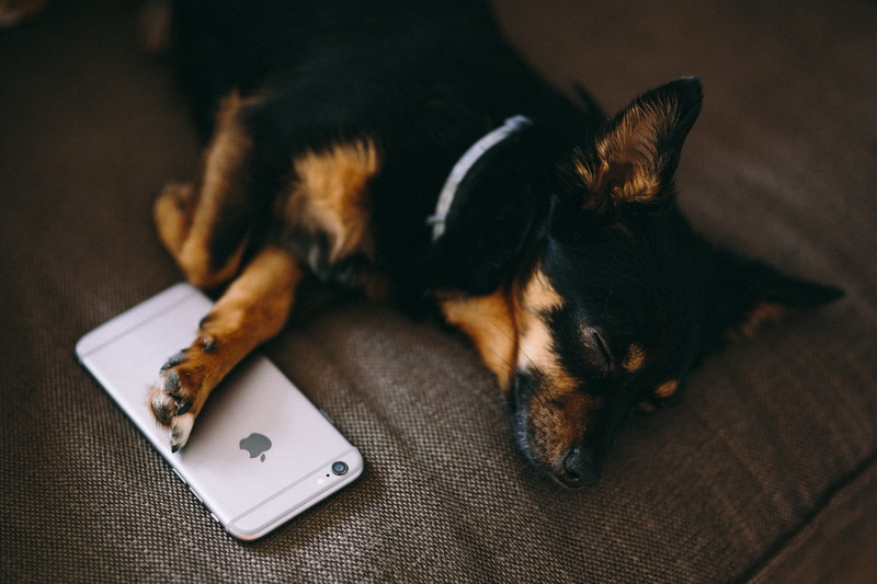 focus on foreground, relaxation, canine, communication, one animal, small, lying Down, wireless technology, mobile phone, domestic Animals, sleeping with