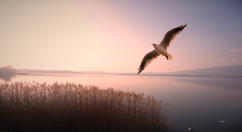 5K, bird, water, sky, body, wildlife, sunset, outdoors, nature, flying, animal