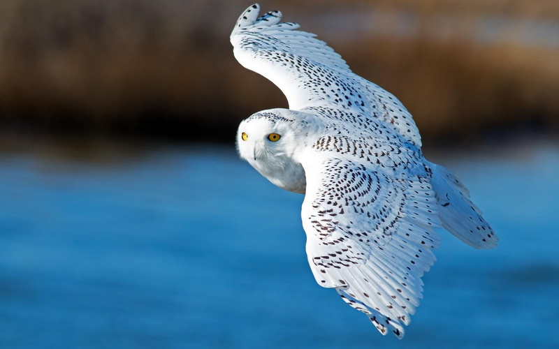 720P, owl, flying, snowy, bird