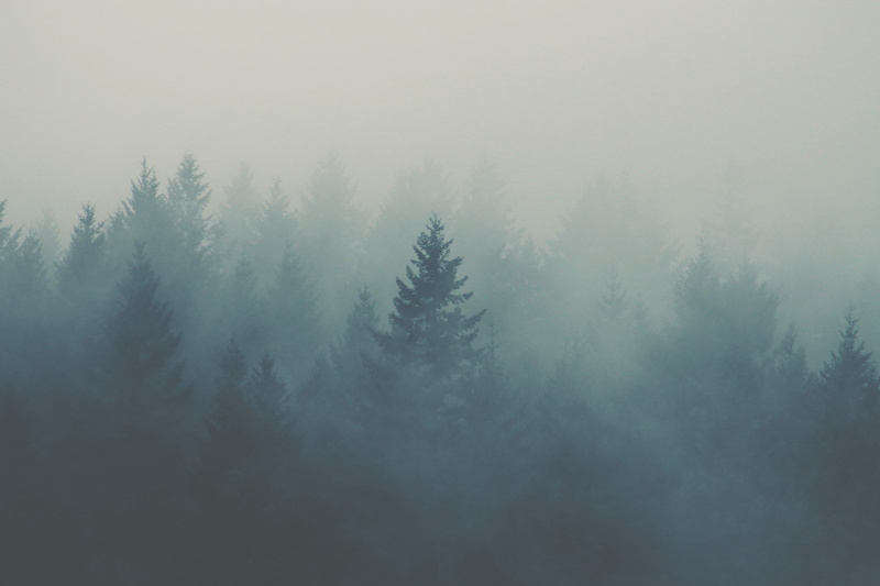 cloudy, evergreen, growth, mist, gloomy, beauty in nature, no people, dark, green, forest, texture, pine tree, day, oregon, tranquil scene, outdoors, mystical