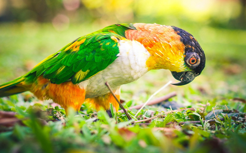 field, plant, selective focus, beauty in nature, no people, various, hd, bird, mobile, close-up, vertebrate, feather, multi colored, one animal