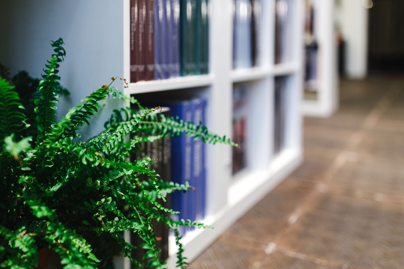 houseplant, choice, day, growth, in a row, apartment, wood - material, plant, indoors, no People, freshness, visit, retail, plant part, nature, green color