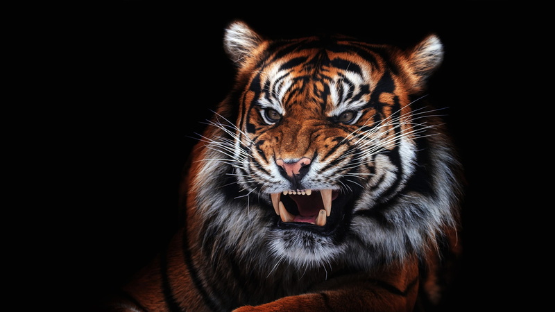 the threat, look, black background, mouth, wild cat, roar, eyes, growls, close-up, fangs, unhappy, evil, tiger, face, portrait, aggression, 1080P