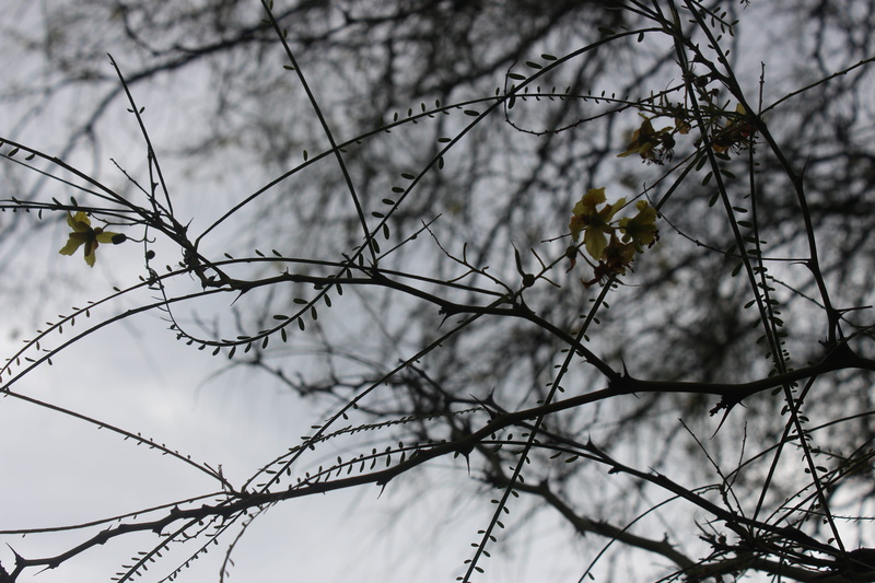 nature, flower head, beauty in nature, animal, tree, focus on foreground, animal themes, deviant, sadness, despair, dark, autistic, bare tree, growth, 5K