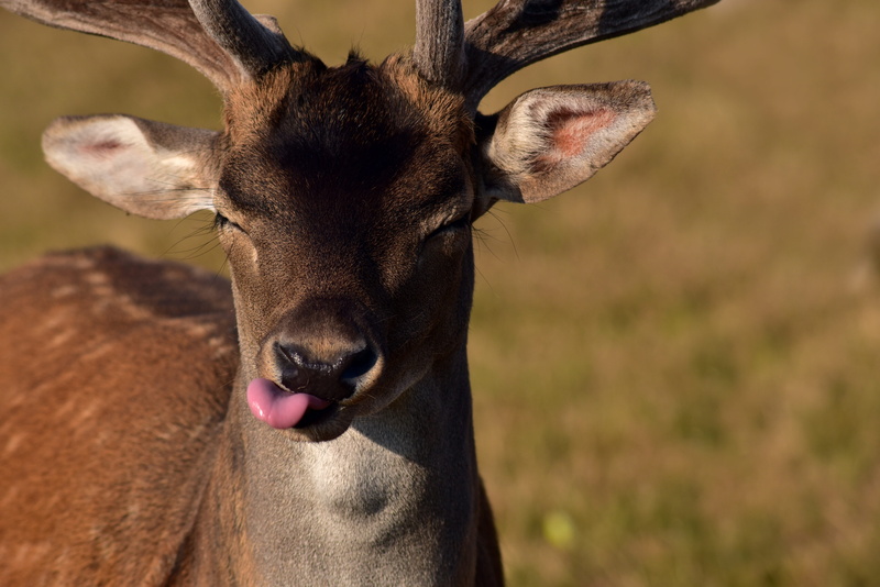 meadow, animal mouth, portrait, bull, day, aversion, denial, roe deer, summer, animal body part, greeting, hirsch, mouth open, deer, one animal, rejection