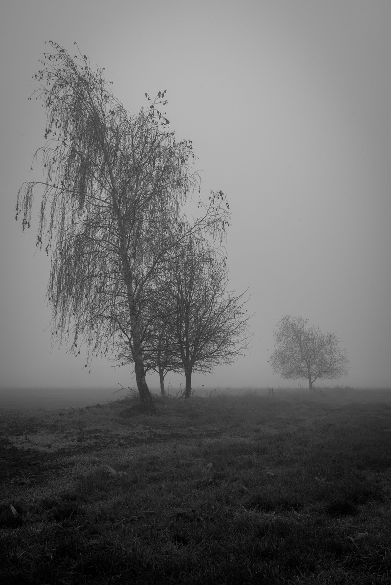 scenics - nature, outdoors, gray, plant, bare tree, day, solitude, 4K, sadness, grassland, exhausted, trees, loss, kummer, tranquility, Depression, Mourning