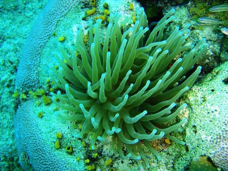 blue, anemona, underwater, 1080P, caribbean, san andres, close-up, sea anemone, reef, invertebrate, animal themes, nature, animals in the wild, animal wildlife