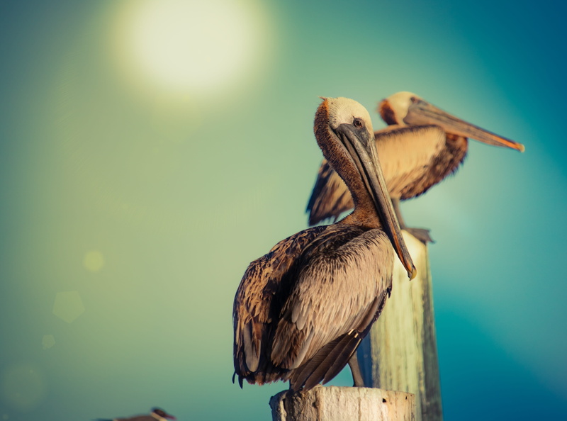 water, pelicans, animal, sun, nature, outdoors, zoology, sky, pelican, animal wildlife, wood - material, beak, focus on foreground, one animal, high noon