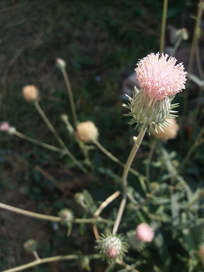 no people, flush, field, day, selective focus, beauty in nature, focus on foreground, freshness, vulnerability, close-up, inflorescence, love, growth, fragility
