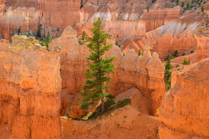 red, daytime, rock, geology, sandstone, southwest usa, hoodos, tree, extreme terrain, rock hoodoo, non-urban scene, travel, national park, formation, eroded