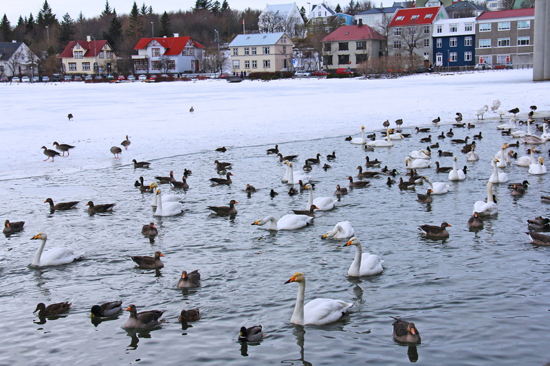 water, frozen, bird, duck, reykjavik, winter, vertebrate, iceland, animals in the wild, scandinavia, group of animals, cold, flock of birds, snow, no people