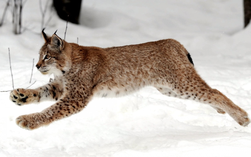 animals Hunting, domestic Cat, day, cold temperature, whisker, nordic Countries, lynx, vertebrate, one Animal, bobcat, jump, lying Down, undomesticated Cat
