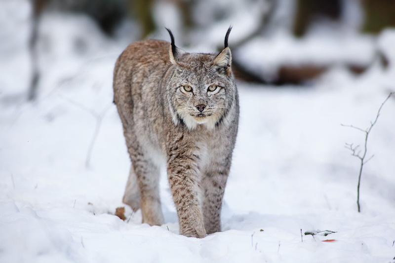 vertebrate, nordic Countries, wildlife, whisker, scandinavian Culture, 1080P, field, beauty In Nature, outdoors, scandinavia, gray, lynx, nature, wilderness Area
