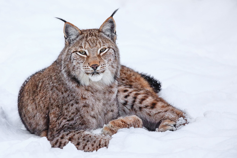 norway, animal themes, animals Hunting, 1080P, snow, looking, relaxation, day, no People, undomesticated Cat, carnivore, white, scandinavian Culture, wildlife