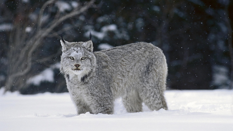 white color, wildlife, mammal, winter, animal, cat, domestic, bob, forest, extreme weather, fur, white, norway, snow, pets, scandinavian Culture, nordic Countries