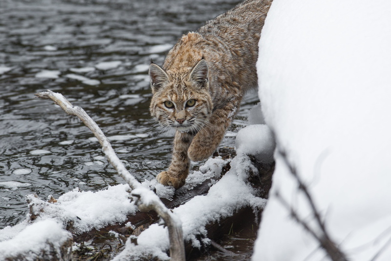 cold temperature, no people, one Animal, brown, beauty In Nature, nordic Countries, snow, animal, animals Hunting, outdoors, white, fur, norway, gray, forest
