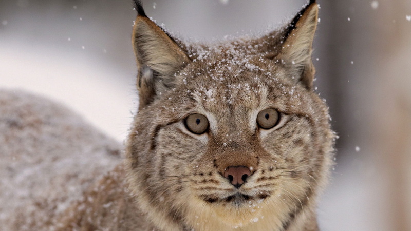 animals Hunting, animal themes, scandinavian Culture, day, winter, wildcat - Animal, cold - Temperature, white, feline, staring, nature, animals In The Wild