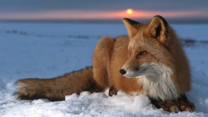 arctic, brown, carnivore, animal, looking away, wildlife, cold temperature, mammal, fur, canine, winter, 1080P, frozen, snow, animal wildlife, outdoors