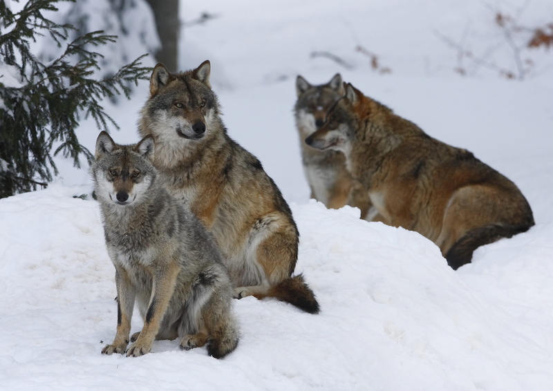 vertebrate, four, snowing, cold - Temperature, pack, canine, winter, forest, tree, snow, brown, day, pawed Mammal, animal wildlife, domestic animals, group of animals