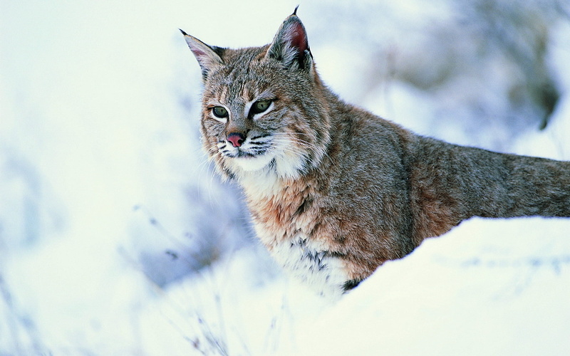 predator, animal themes, carnivore, norway, scandinavian Culture, nordic Countries, domestic animals, mammal, endangered Species, forest, wildlife, bobcat