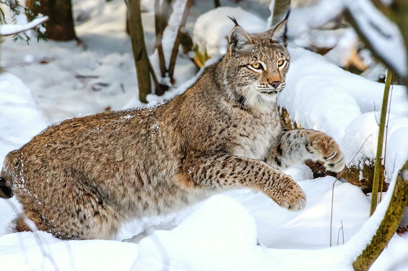 animals Hunting, wolf, relaxation, no people, field, animal themes, scandinavian Culture, carnivore, bobcat, fur, endangered Species, domestic animals