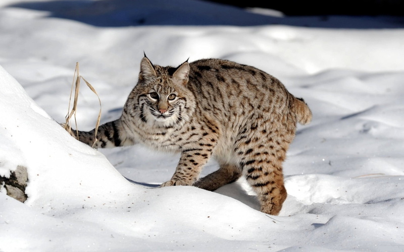cold temperature, animal, nature, brown, vertebrate, white, black, wildlife, pets, undomesticated Cat, whisker, domestic animals, lynx, outdoors, animal wildlife